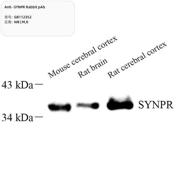 Антитела первичные, поликлональные, SYNPR, 100 мкл
