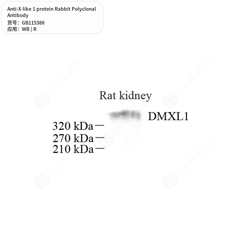 Антитела первичные, поликлональные кролика к X-like 1 protein крысы, 50 мкл
