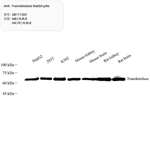 Антитела первичные, поликлональные, Transketolase, 100 мкл