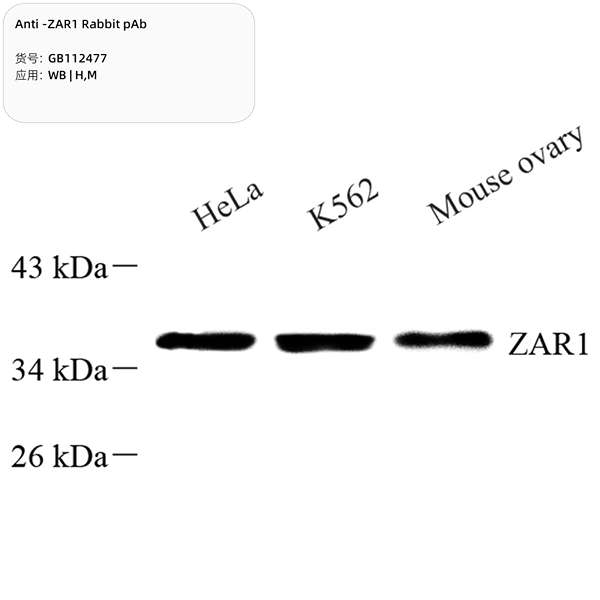 Антитела первичные, поликлональные, ZAR1, 100 мкл