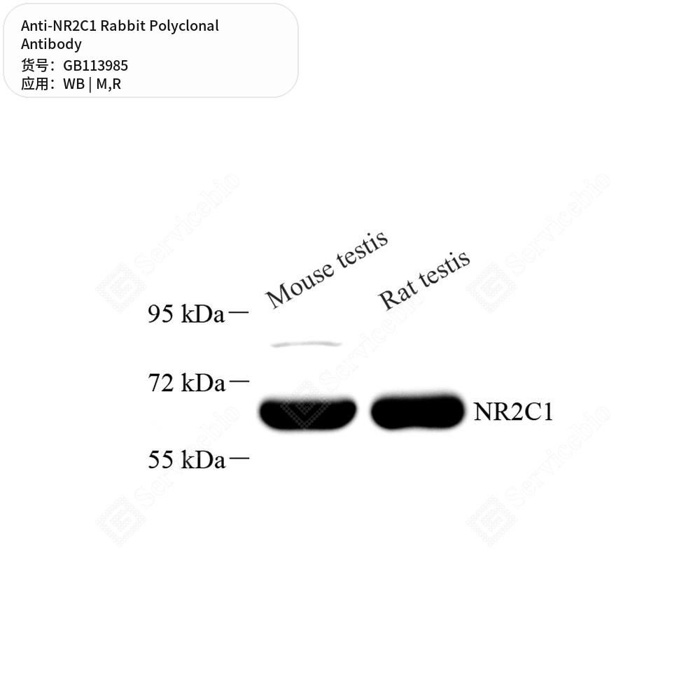 Антитела первичные, поликлональные кролика к NR2C1 крысы, мыши, 100 мкл