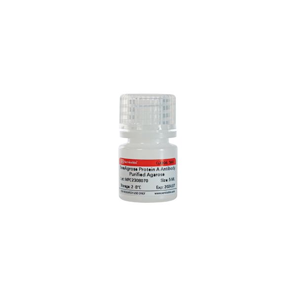 Агарозный гель для очистки антител SweAgarose Protein A, 5 мл