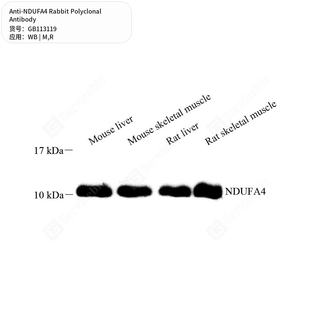 Антитела первичные, поликлональные кролика к NDUFA4 крысы, мыши, 50 мкл