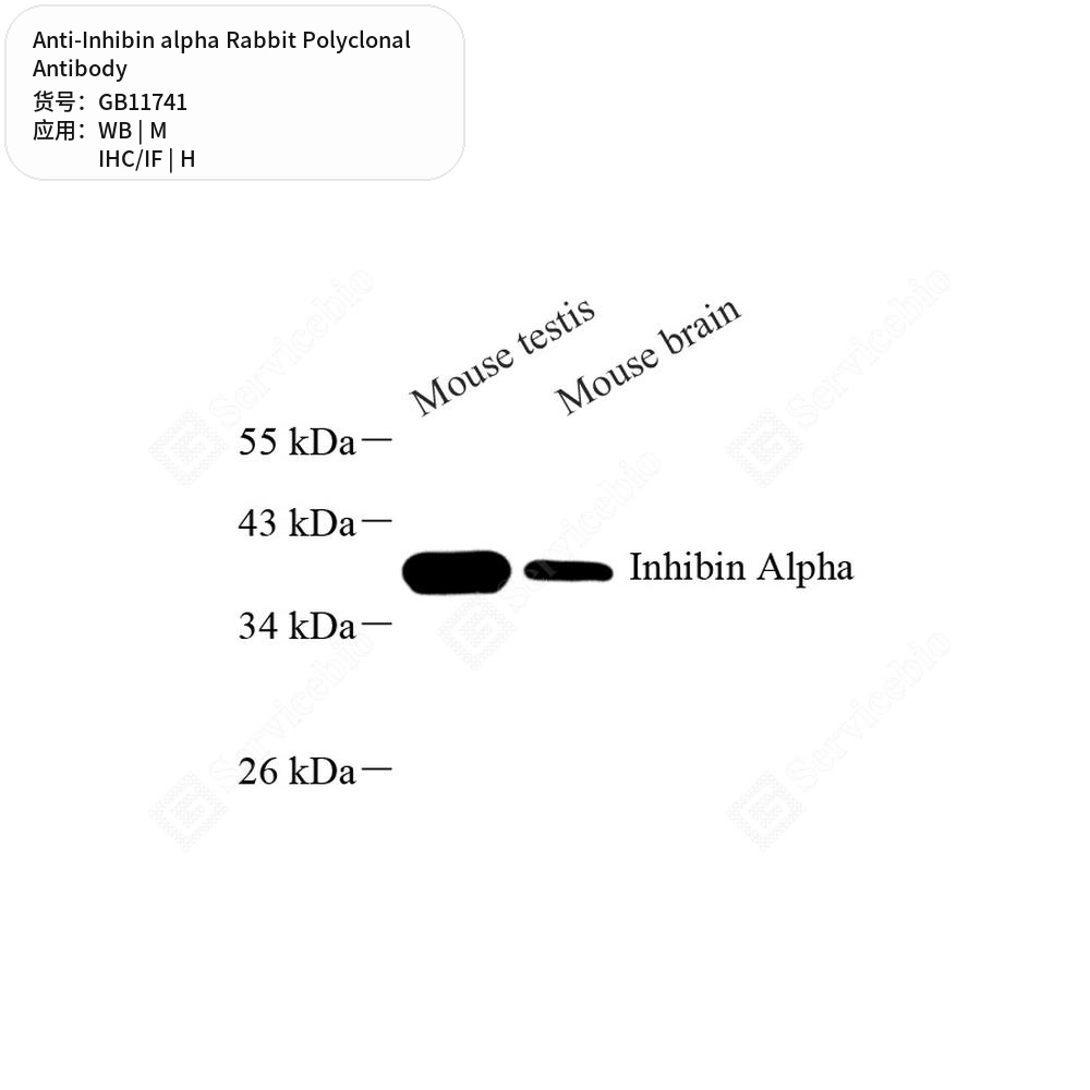 Антитела первичные, поликлональные кролика к Inhibin alpha мыши, человека, 50 мкл