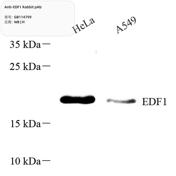 Антитела первичные, поликлональные, EDF1, 100 мкл