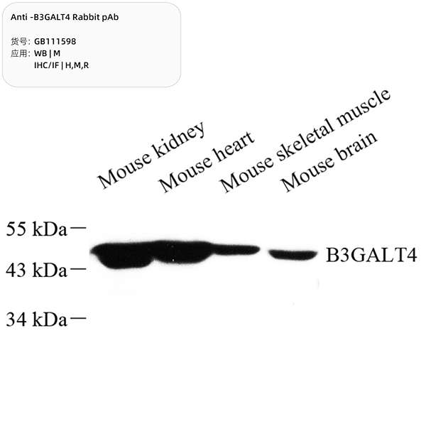 Антитела первичные, поликлональные, B3GALT4, 100 мкл
