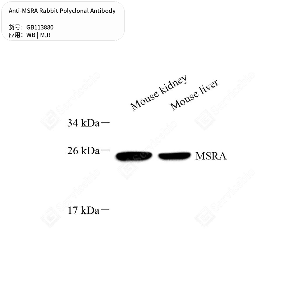 Антитела первичные, поликлональные кролика к MSRA крысы, мыши, 100 мкл
