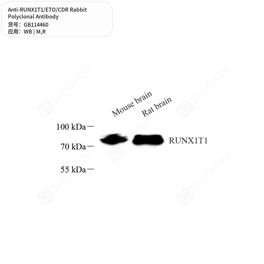 Антитела первичные, поликлональные кролика к RUNX1T1/ETO/CDR крысы, мыши, 50 мкл