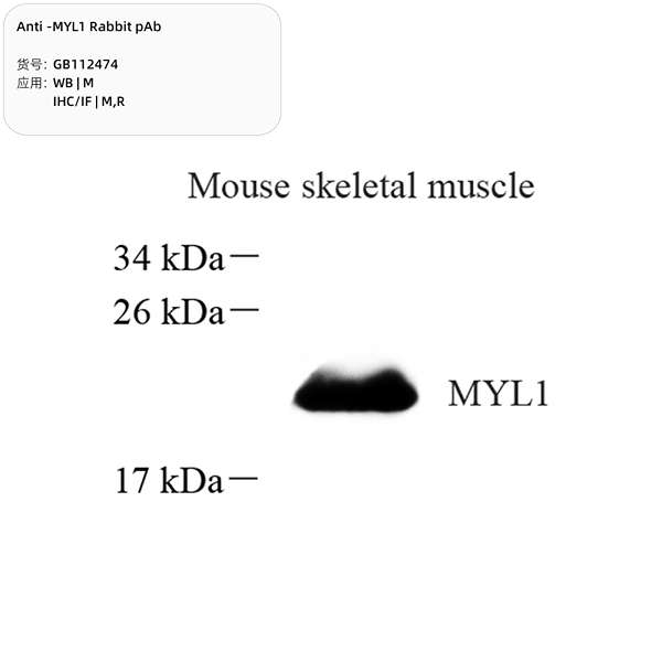 Антитела первичные, поликлональные, MYL1, 100 мкл