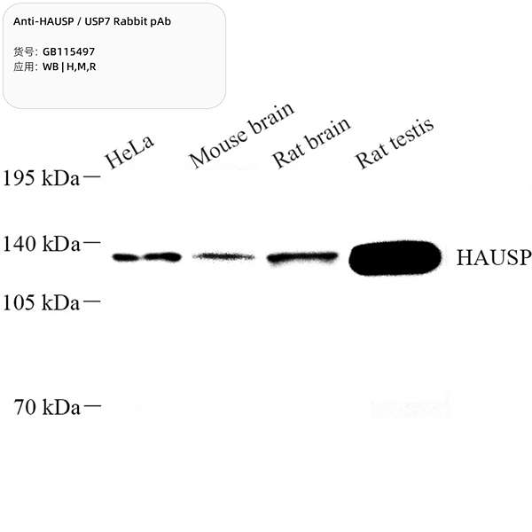 Антитела первичные, поликлональные, HAUSP/USP7, 100 мкл