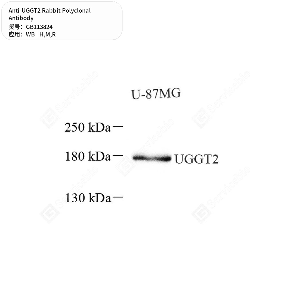 Антитела первичные, поликлональные кролика к UGGT2 крысы, мыши, человека, 100 мкл