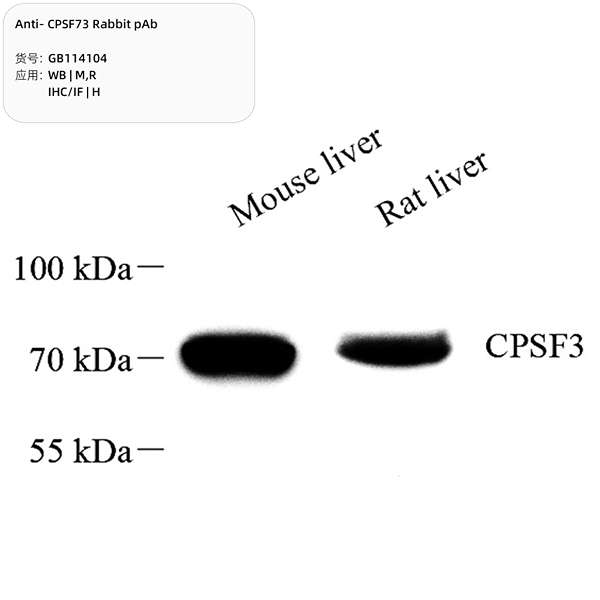 Антитела первичные, поликлональные, CPSF73, 100 мкл