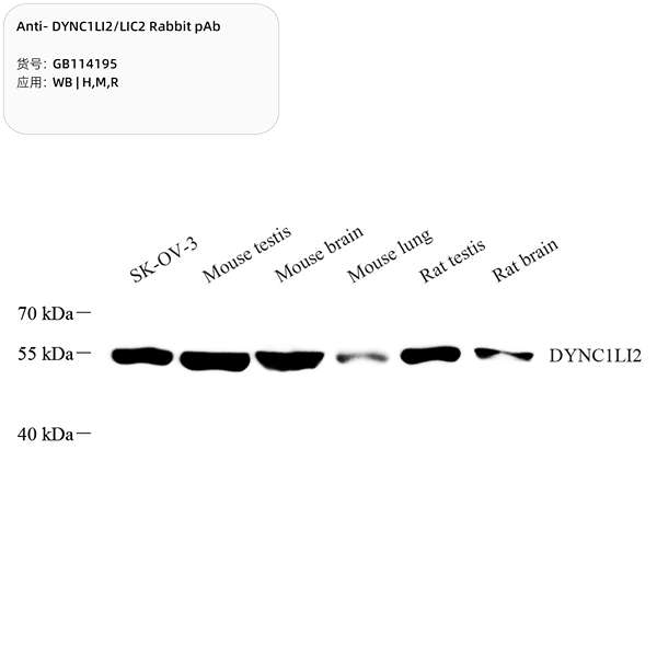 Антитела первичные, поликлональные, DYNC1LI2/LIC2, 100 мкл