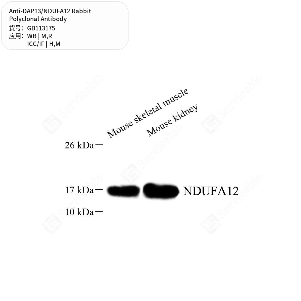 Антитела первичные, поликлональные кролика к DAP13/NDUFA12 крысы, мыши, человека, 100 мкл