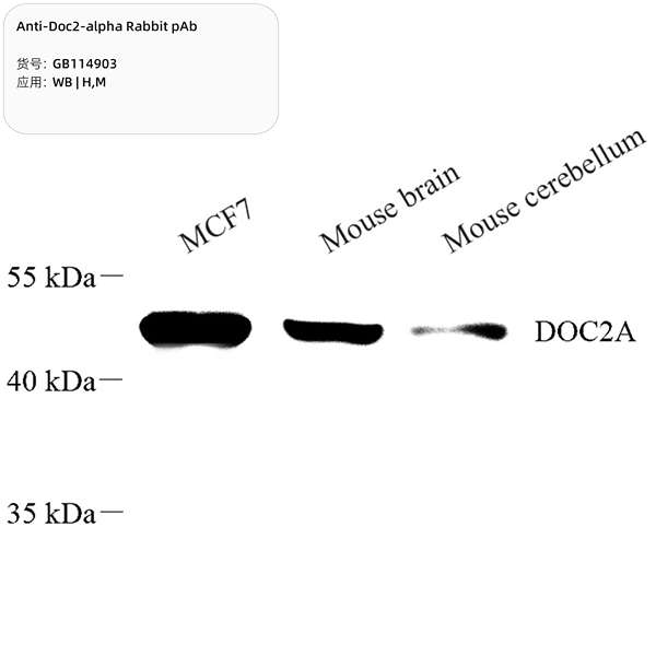 Антитела первичные, поликлональные, Doc2-alpha, 100 мкл