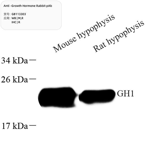 Антитела первичные, поликлональные, Growth Hormone, 100 мкл
