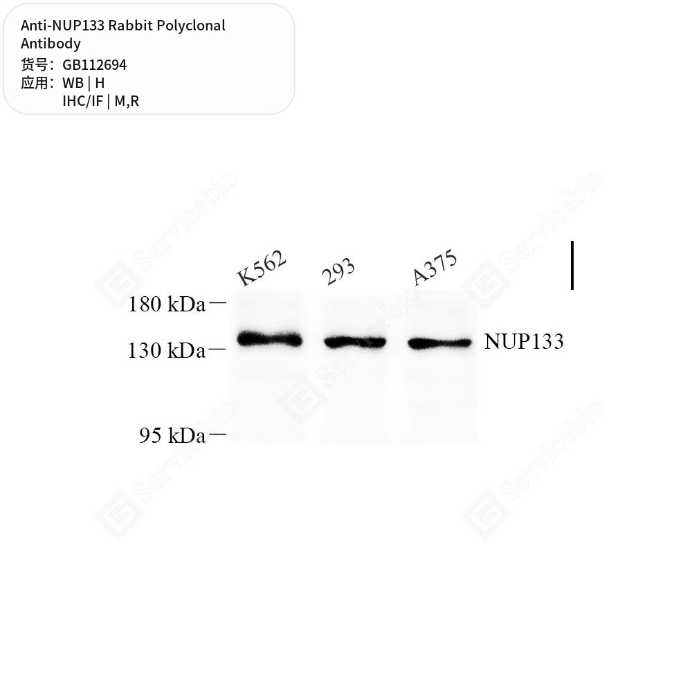 Антитела первичные, поликлональные кролика к NUP133 крысы, мыши, человека, 100 мкл