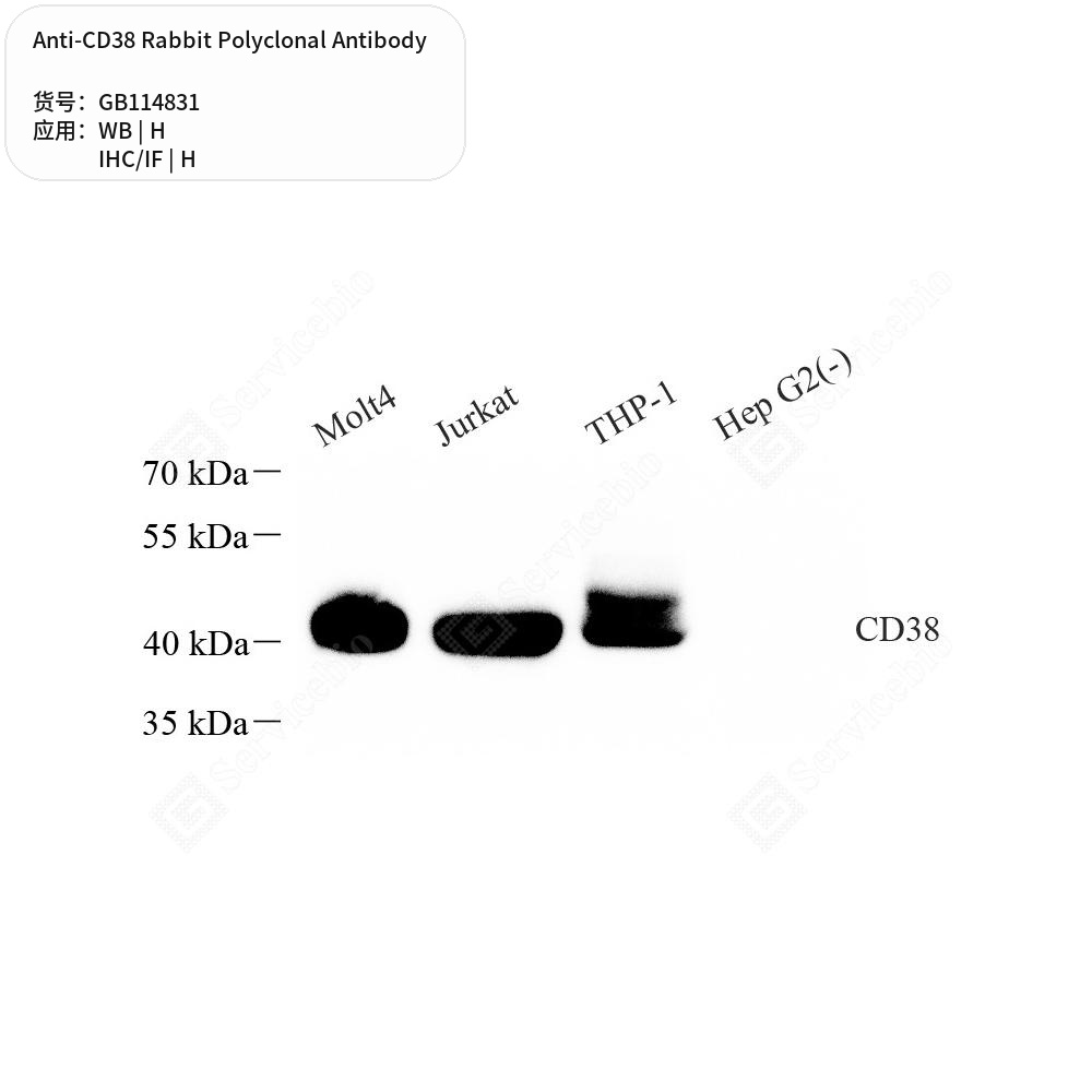 Антитела первичные, поликлональные кролика к CD38 человека, 50 мкл