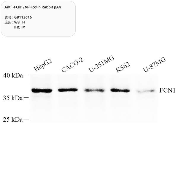 Антитела первичные, поликлональные, FCN1/M-Ficolin, 100 мкл