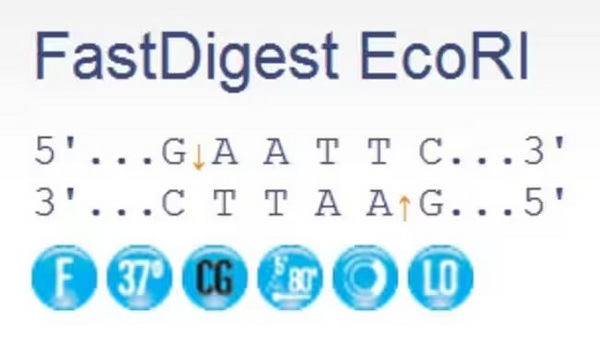 Эндонуклеаза рестрикции ускоренного гидролиза FastDigest EcoRI, 800 реакций
