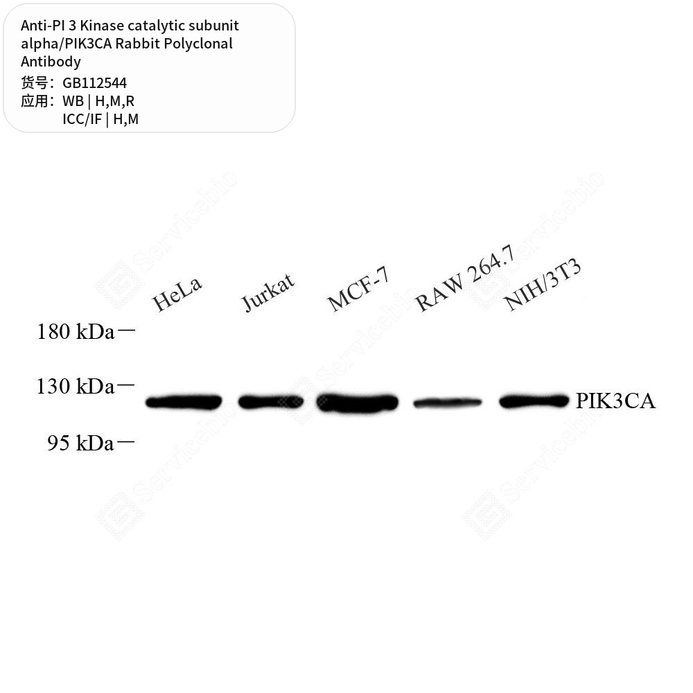 Антитела первич., полик. крол. к PI 3 Kin. catalytic subunit alpha/PIK3CA кр., мыши, чел., 100 мкл