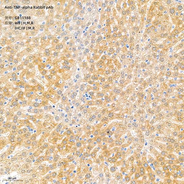Антитела первичные, поликлональные, TNF-alpha, 100 мкл