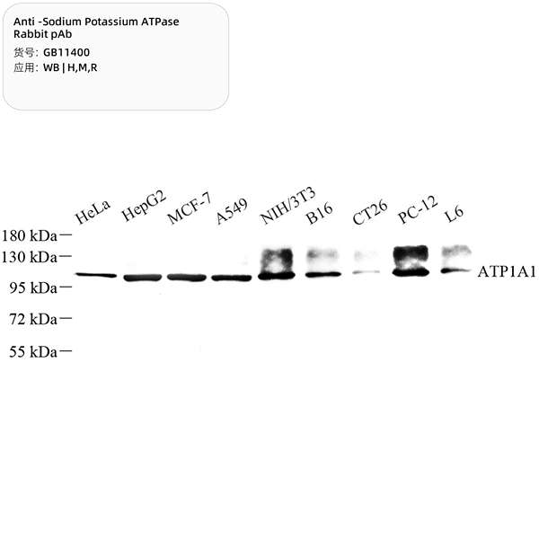 Антитела первичные, поликлональные, Sodium Potassium ATPase, 100 мкл