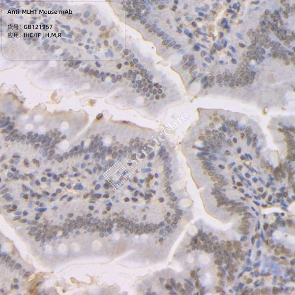 Антитела первичные, моноклональные, ULH1, 100 мкл