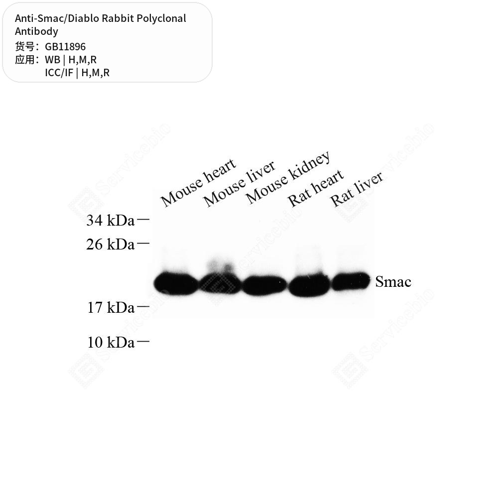 Антитела первичные, поликлональные кролика к Smac/Diablo крысы, мыши, человека, 50 мкл
