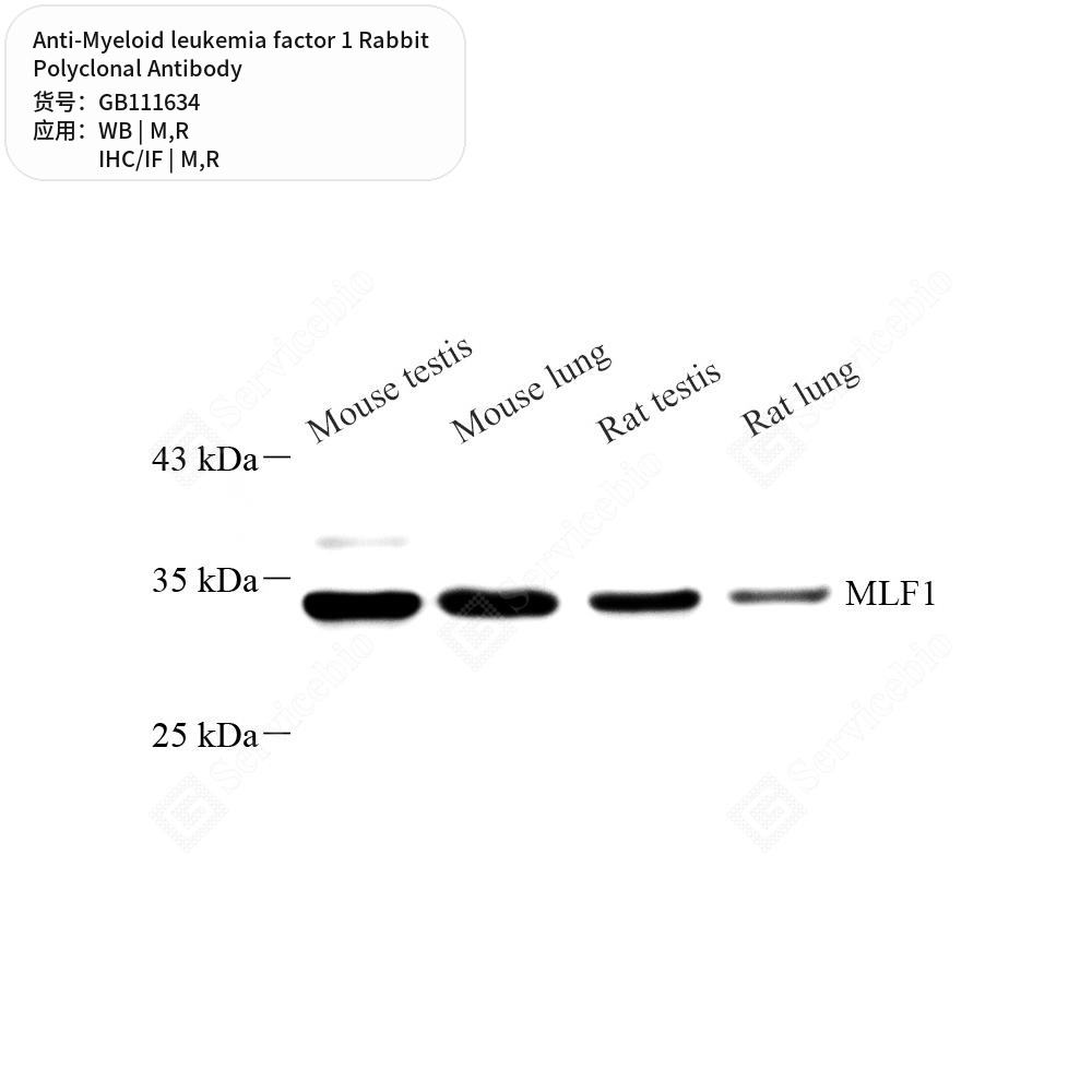 Антитела первичные, поликлональные кролика к Myeloid leukemia factor 1 крысы, мыши, 100 мкл