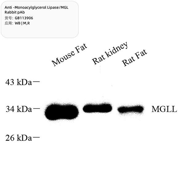 Антитела первичные, поликлональные, Monoacylglycerol Lipase/MGL, 100 мкл