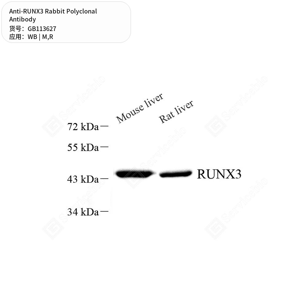 Антитела первичные, поликлональные кролика к RUNX3 крысы, мыши, 100 мкл