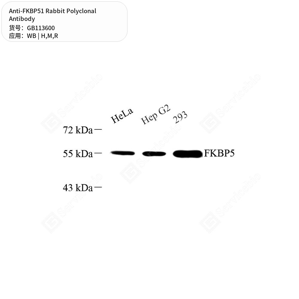 Антитела первичные, поликлональные кролика к FKBP51 крысы, мыши, человека, 100 мкл