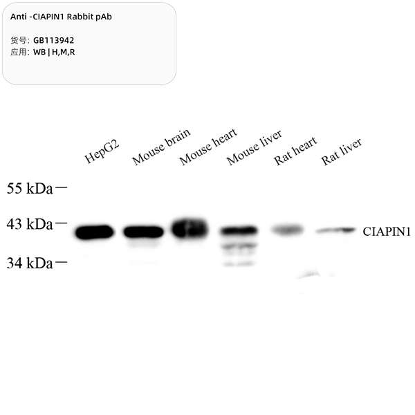 Антитела первичные, поликлональные, CIAPIN1, 100 мкл