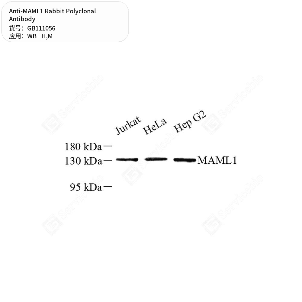 Антитела первичные, поликлональные кролика к MAML1 мыши, человека, 100 мкл