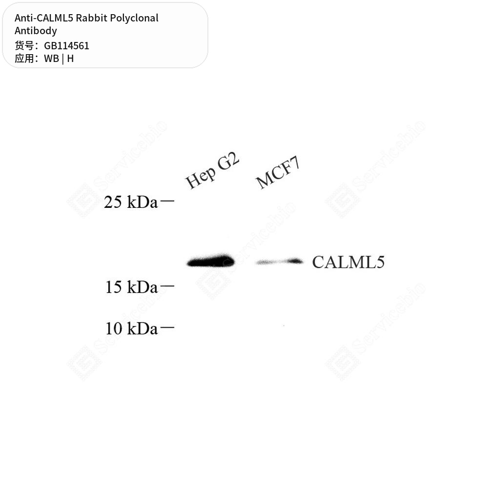 Антитела первичные, поликлональные кролика к CALML5 человека, 50 мкл