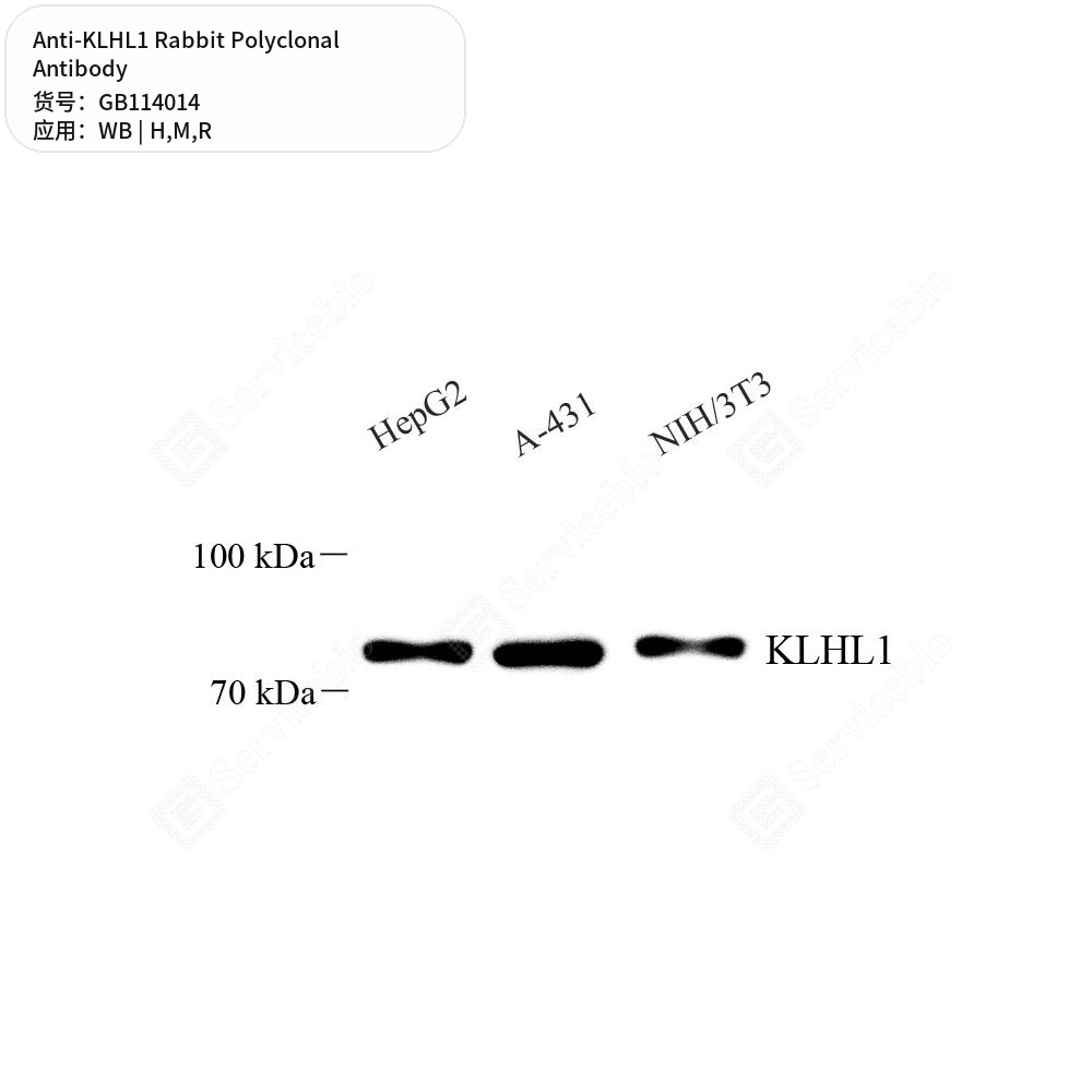 Антитела первичные, поликлональные кролика к KLHL1 крысы, мыши, человека, 100 мкл