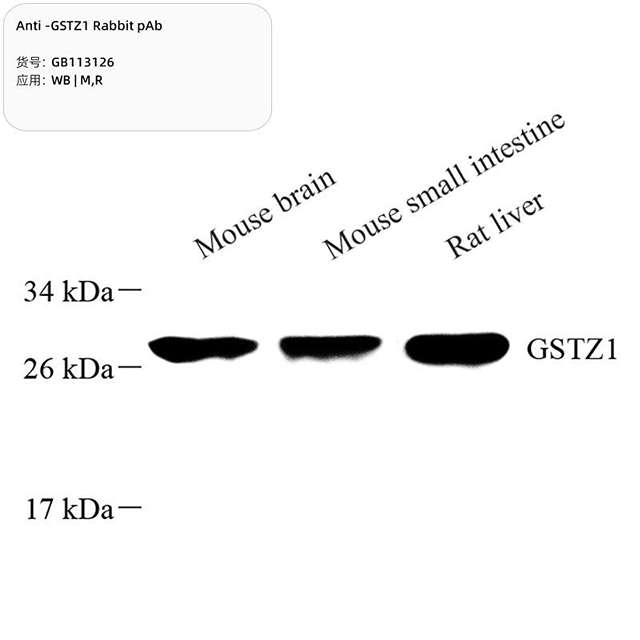 Антитела первичные, поликлональные, GSTZ1, 100 мкл