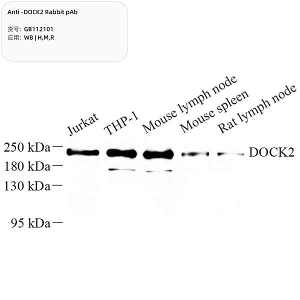 Антитела первичные, поликлональные, DOCK2, 100 мкл