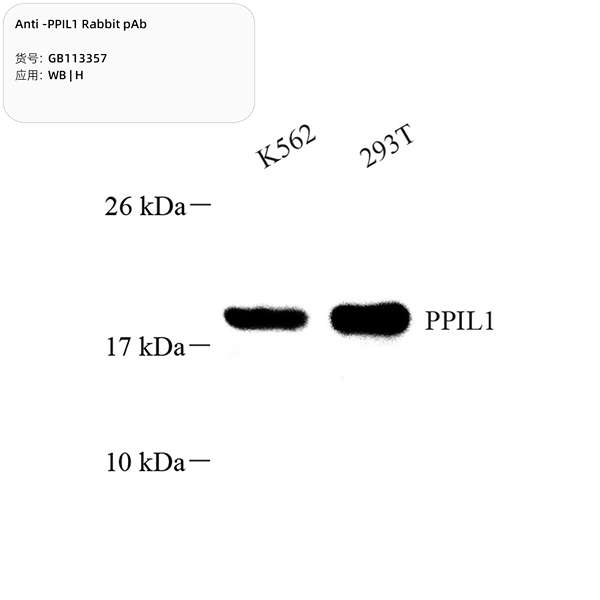Антитела первичные, поликлональные, PPIL1, 100 мкл