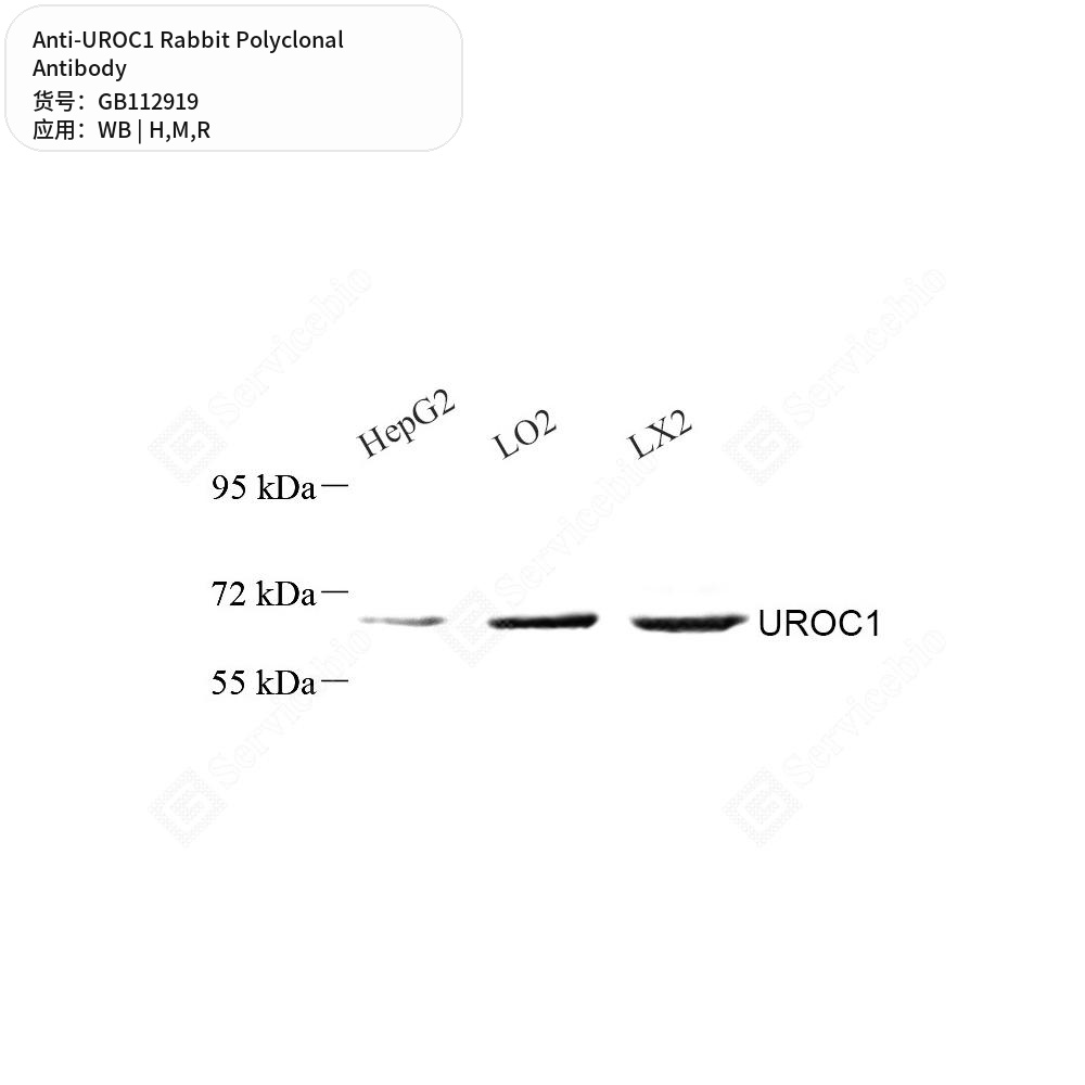 Антитела первичные, поликлональные кролика к UROC1 крысы, мыши, человека, 50 мкл