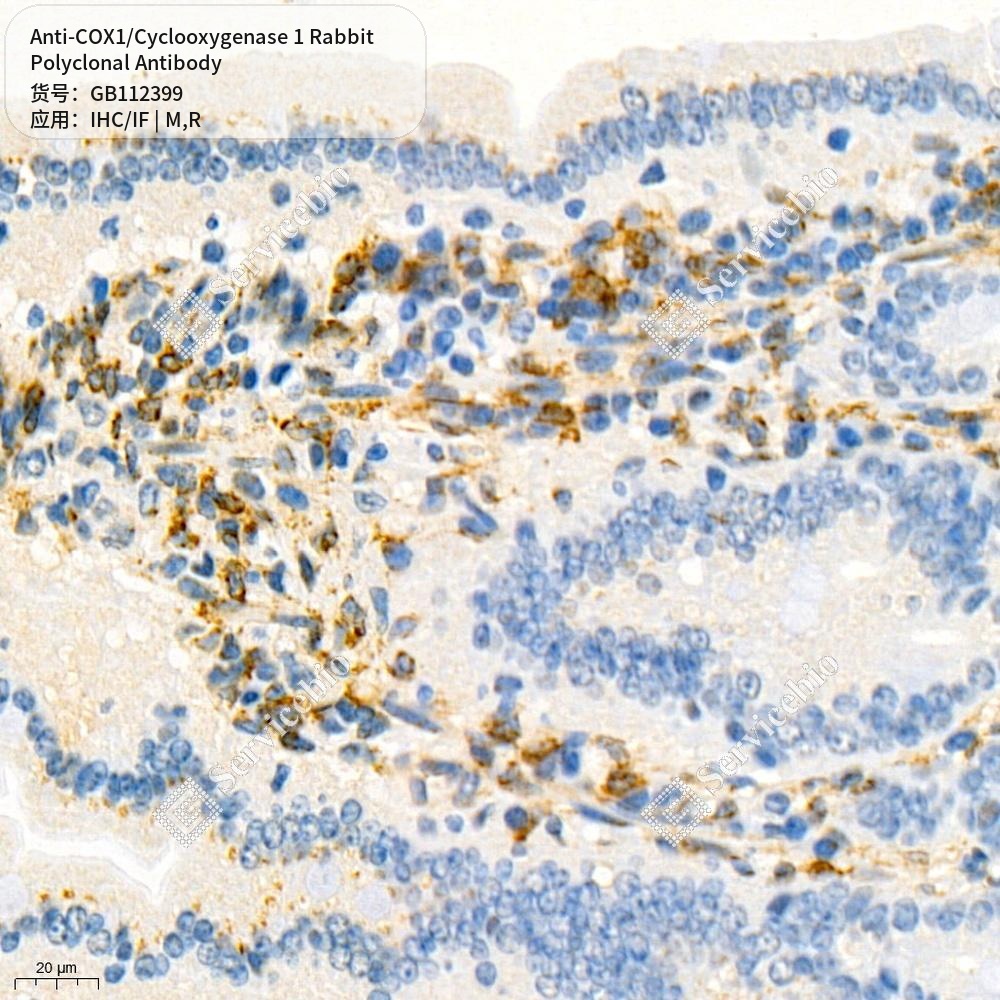Антитела первичные, поликлональные кролика к COX1/Cyclooxygenase 1 крысы, мыши, 100 мкл