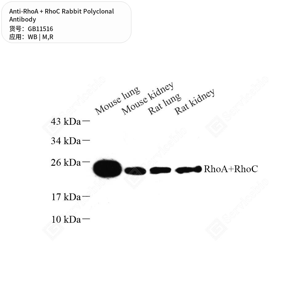 Антитела первичные, поликлональные кролика к RhoA + RhoC крысы, мыши, 50 мкл