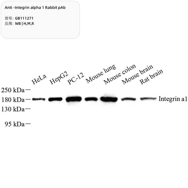 Антитела первичные, поликлональные, Integrin alpha 1, 100 мкл