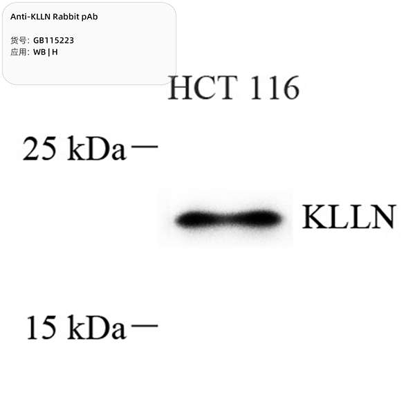 Антитела первичные, поликлональные, KLLN, 100 мкл