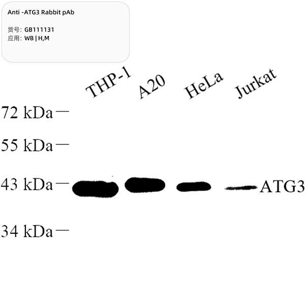 Антитела первичные, поликлональные, ATG3, 100 мкл