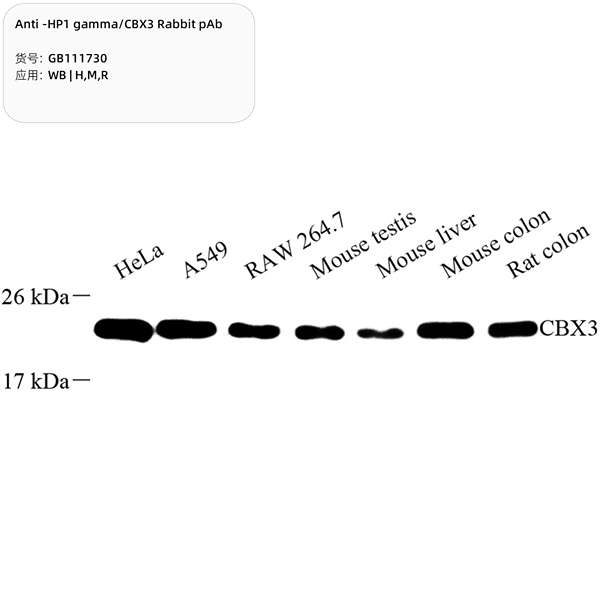 Антитела первичные, поликлональные, HP1 gamma/CBX3, 100 мкл