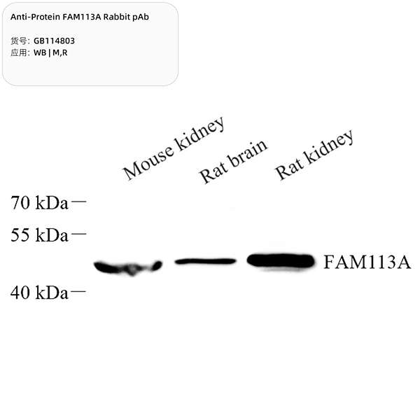 Антитела первичные, поликлональные, Protein FAM113A, 100 мкл