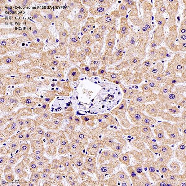 Антитела первичные, поликлональные кролика к Cytochrome P450 3A4/CYP3A4 человека, 100 мкл