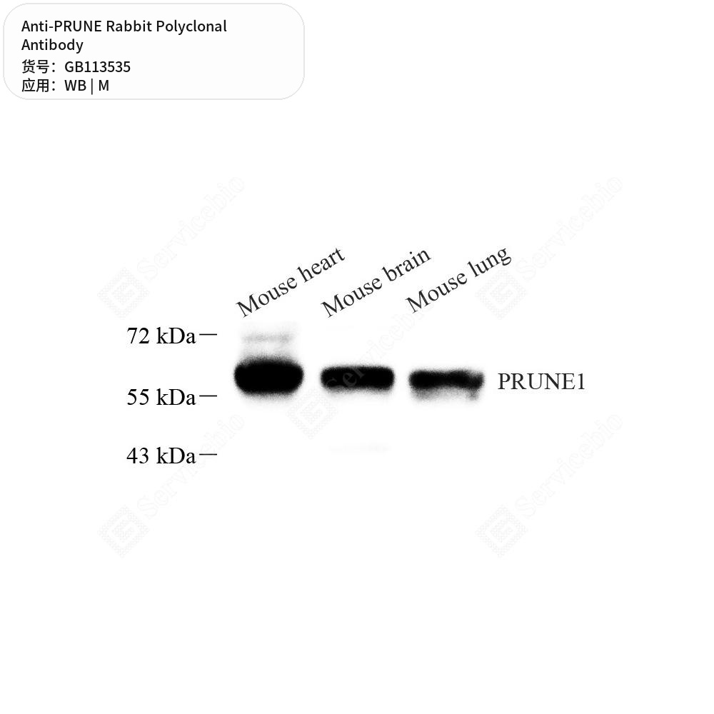 Антитела первичные, поликлональные кролика к PRUNE мыши, 100 мкл
